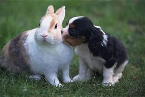 兔跟狗合嗎